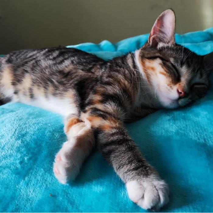 Celebration cat
